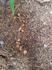 Hypocreodendron sanguineum