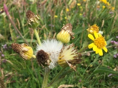 Tephroseris integrifolia maritima
