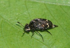 Mordella sticticoptera
