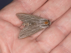 Sphinx sequoiae
