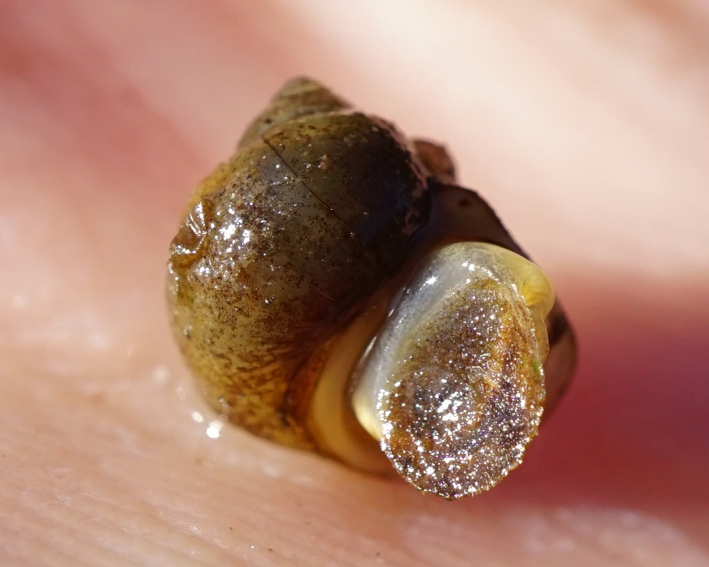 Gravel snail