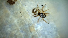 Salticus scenicus