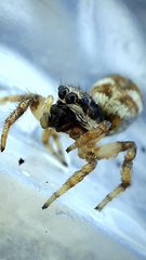 Salticus scenicus