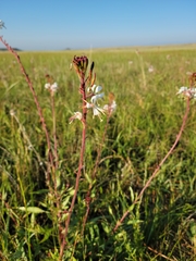 Oenothera coloradensis