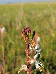 Oenothera coloradensis