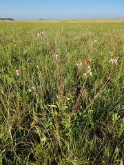 Oenothera coloradensis
