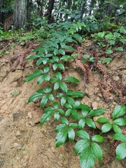 Pseudocayratia oligocarpa