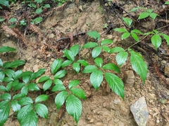 Pseudocayratia oligocarpa