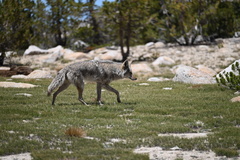 Canis latrans lestes
