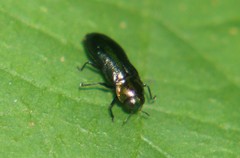 Agrilinae