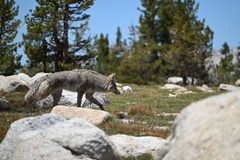 Canis latrans lestes