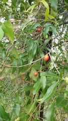 Elaeodendron australe