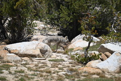 Canis latrans lestes