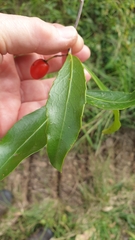 Elaeodendron australe