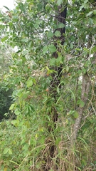 Elaeodendron australe