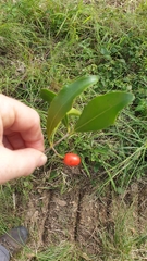 Elaeodendron australe