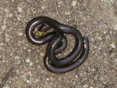 Epictia ater