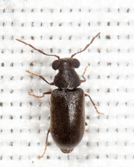 Ernobius filicornis