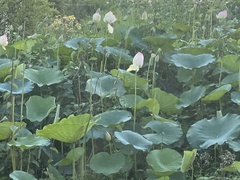 Nelumbo