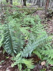 Polystichum acrostichoides
