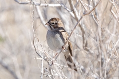 Spizella breweri breweri