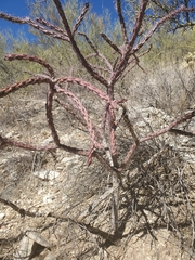 Cylindropuntia thurberi