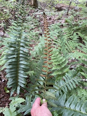Polystichum acrostichoides