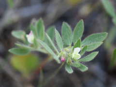 Acmispon denticulatus