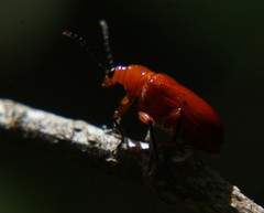 Disonycha antennata