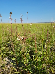 Oenothera coloradensis