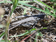 Psoloessa delicatula