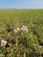 Oenothera coloradensis