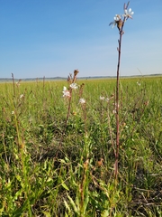 Oenothera coloradensis