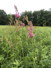 Filipendula rubra