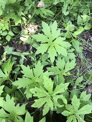 Petasites frigidus palmatus