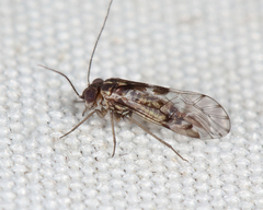 Hyalopsocus striatus