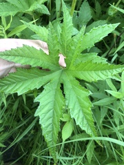 Filipendula rubra