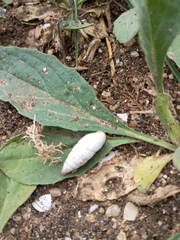 Brephulopsis