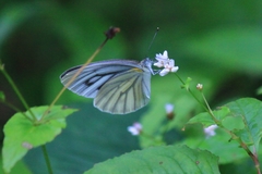 Pieris latouchei