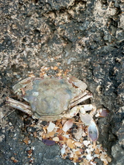 Liocarcinus depurator