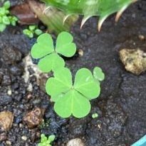 Oxalis