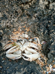 Liocarcinus depurator