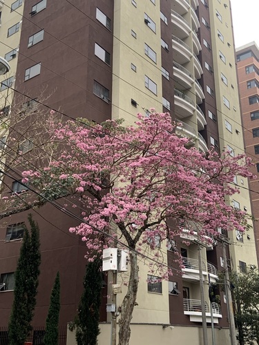 Tabebuia rosea - Whole tree