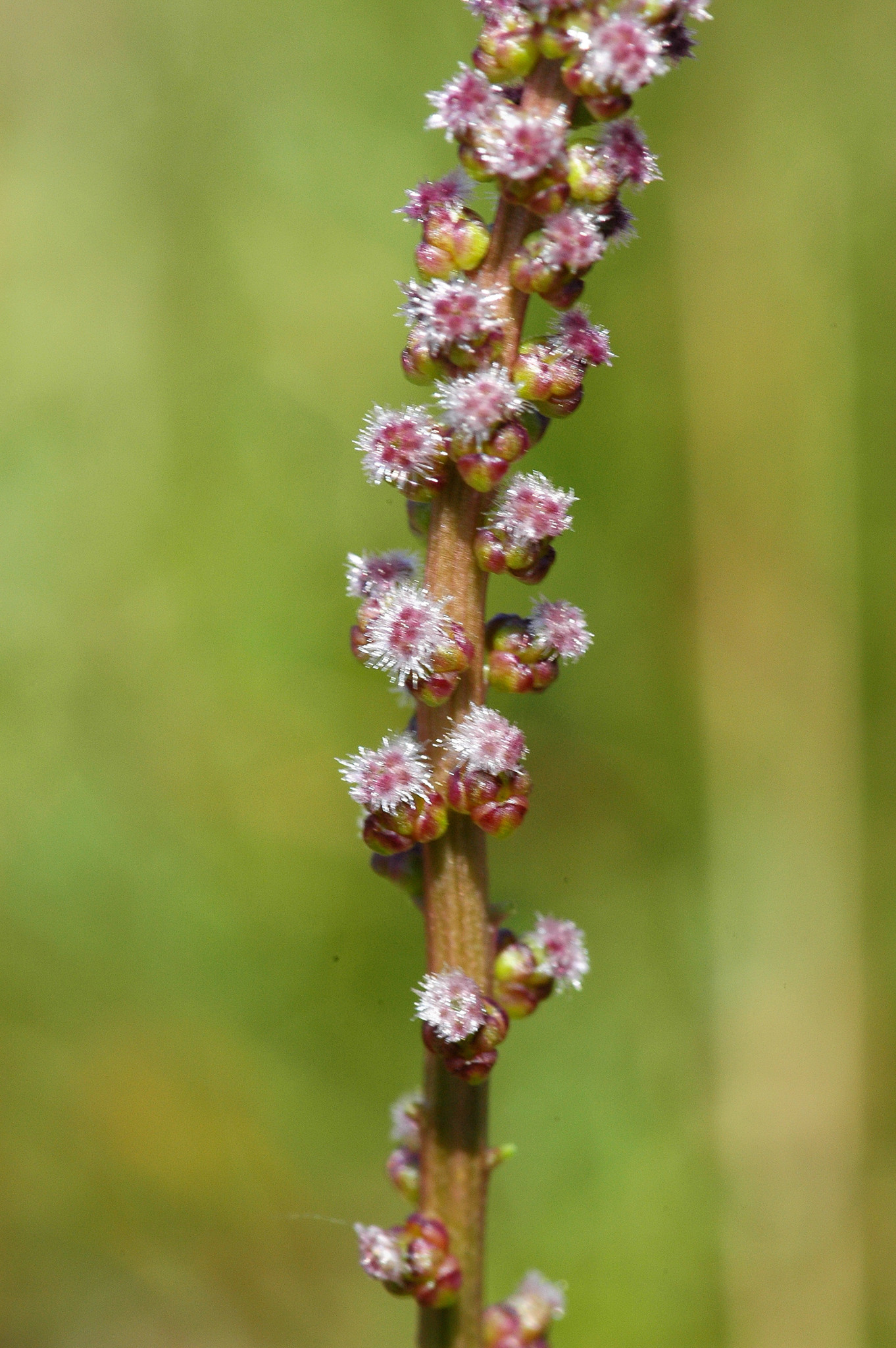 Juncaginaceae