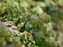 Hymenophyllum lineare image