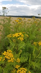 Tanacetum vulgare