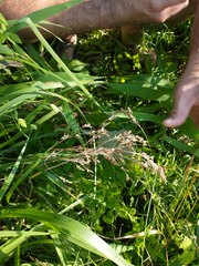 Festuca paradoxa
