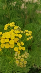 Tanacetum vulgare