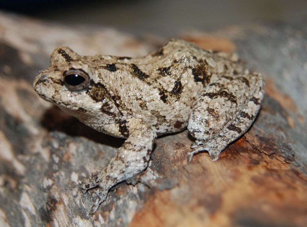 Keller's Foam-Nest Frog