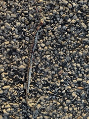 Thamnophis cyrtopsis